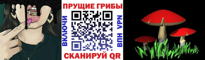 Галлюциногенные грибы Cubensis  цены   Ладушкин 